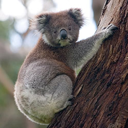 image of a koala climbing a tree