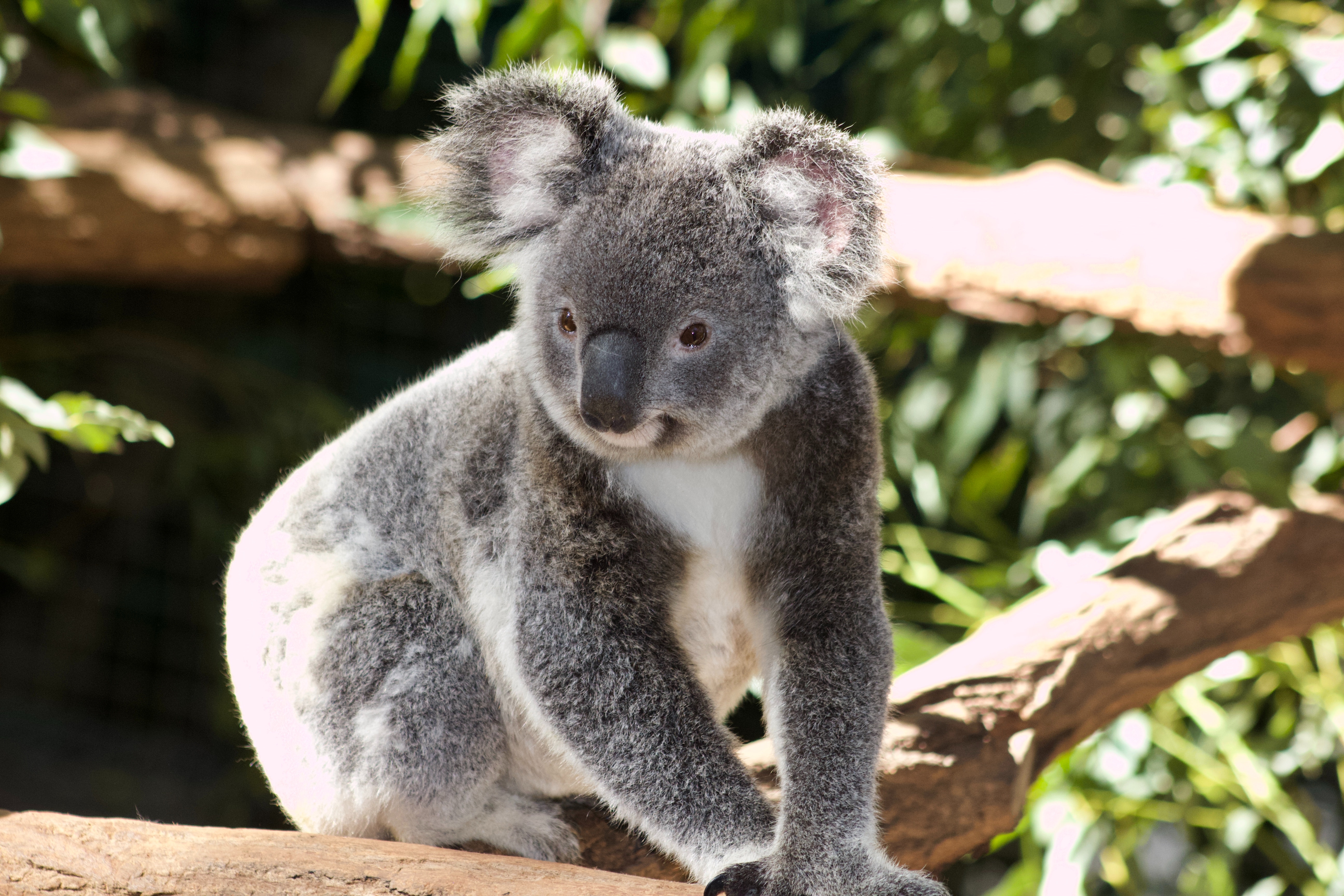 Koala Sitting on a Branch koala siting on a branch