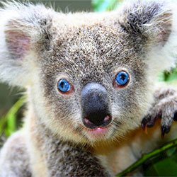 image of koala in tree