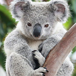 image of a kola bear