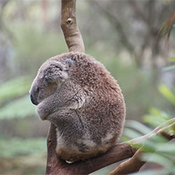 photo of a koala named Ella
