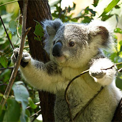 picture of koala in a tree