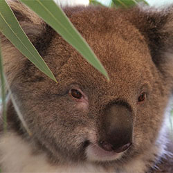 photo of a koala named Jams