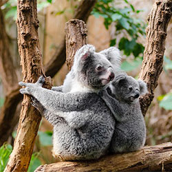 photo of a koala named Jilly and her baby