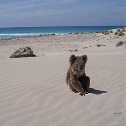 photo of a koala named Lucy
