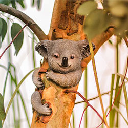 photo of a koala named Miffy
