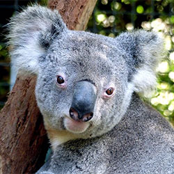 photo of a koala named Niley