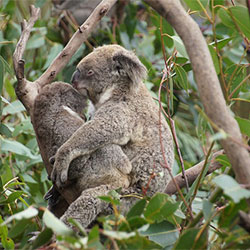 photo of a koala named Nooka and her baby