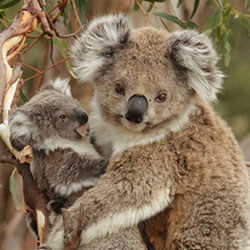 two koalas together in a tree