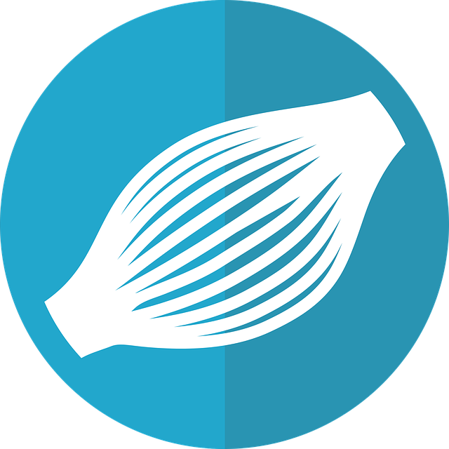 drawing of muscle fibers in round blue circle