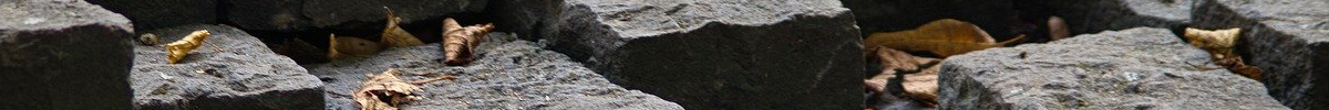 image of stones and leaves