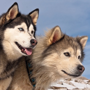 image of 2 alaskan huskies