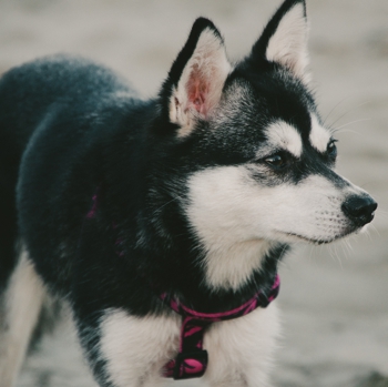 image of siberian klee kai