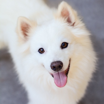 image of white eskimo dog