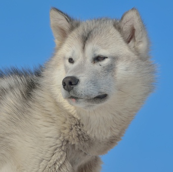 image of greenland dog