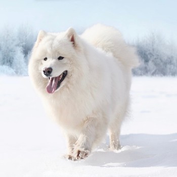 image of white samoyed dog