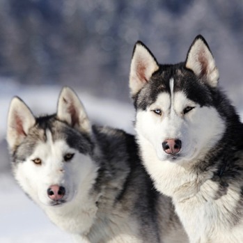 image of 2 Siberia huskies