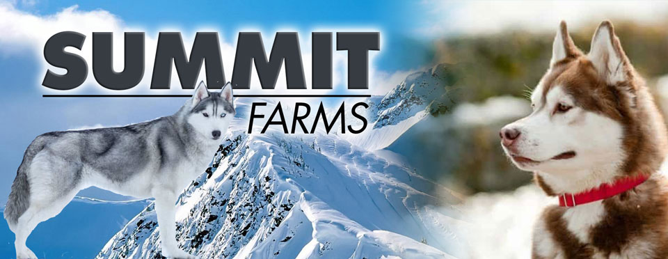 logo image of mountains with 2 dogs